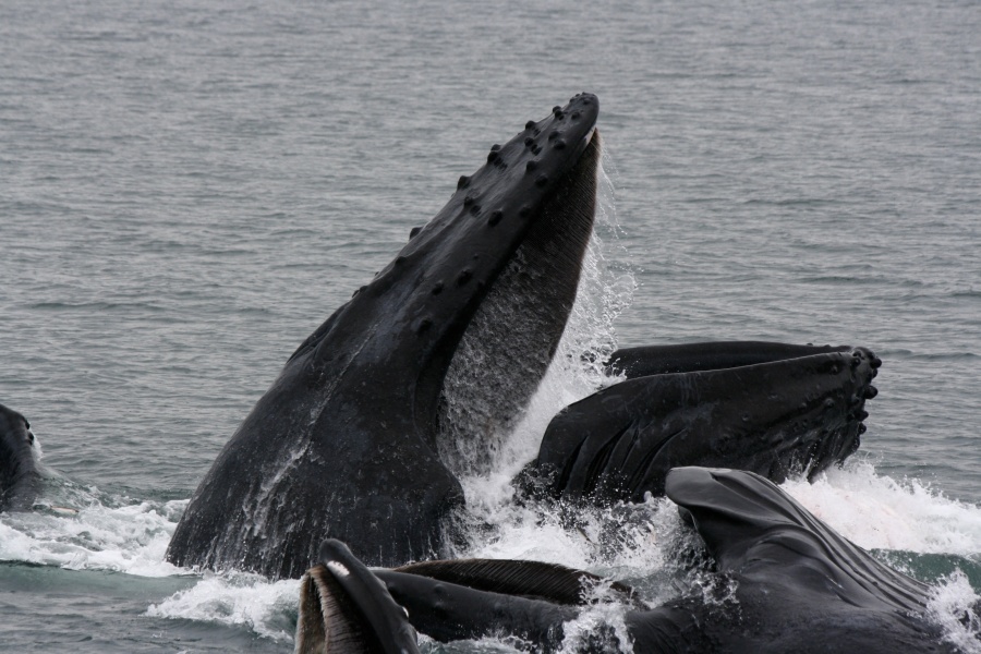 A photo of a Humpback whale coming up to feed.