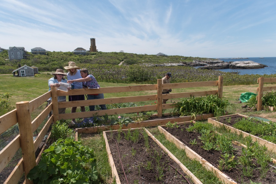 Celia Thaxter's Garden