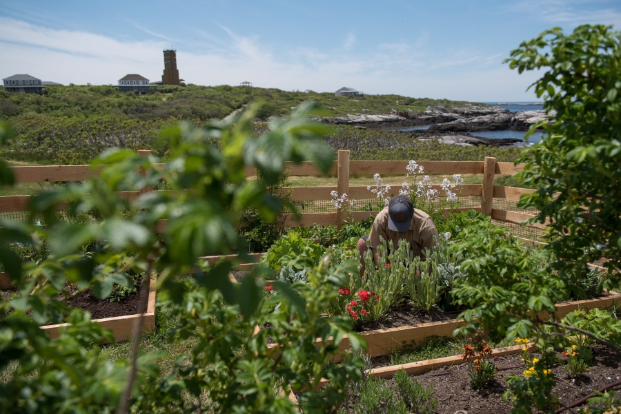 Celia Thaxter's Island Garden 2016