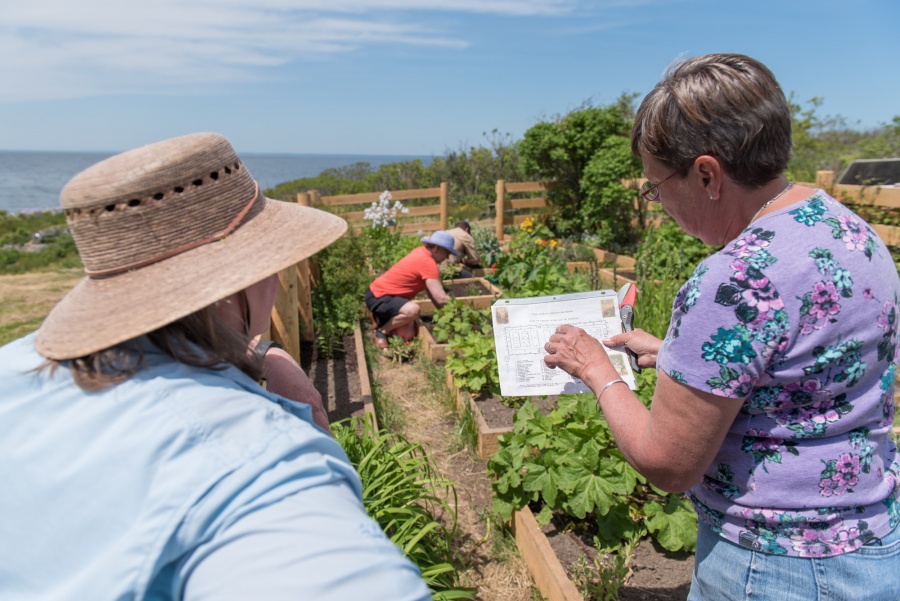 gardeners look at Celia Thaxter's garden map
