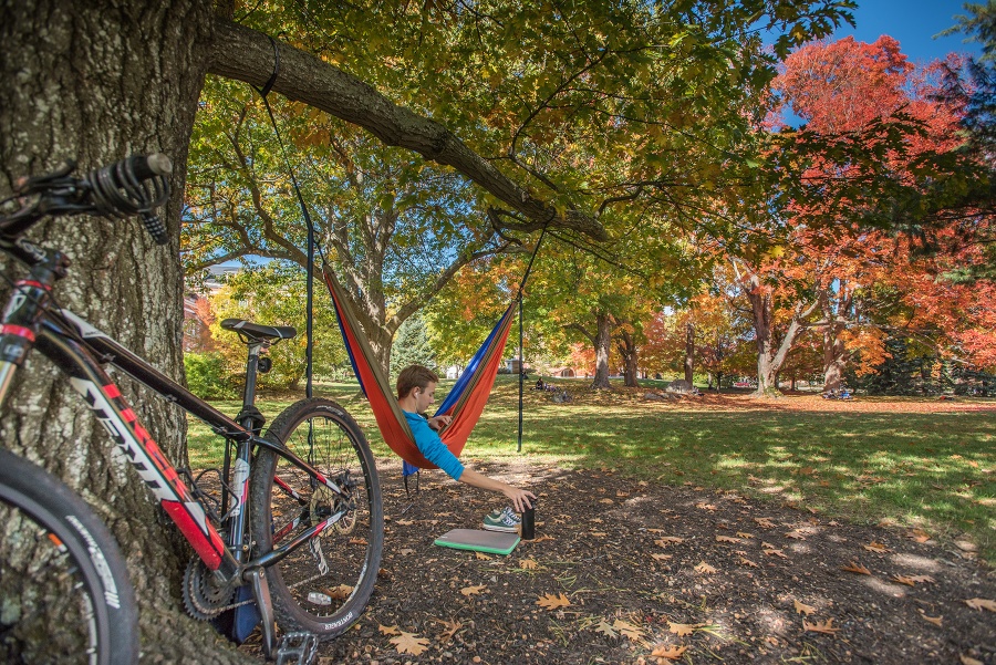 A hammock hanging from a tree