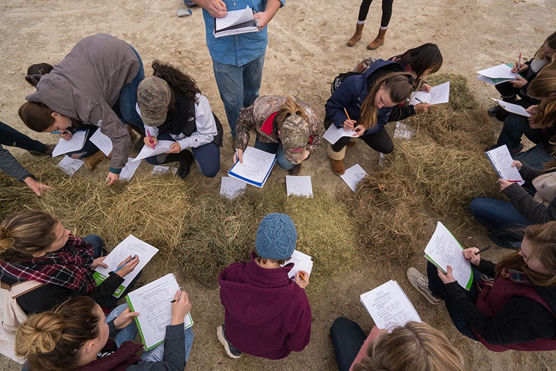 UNH Thompson School students working with hay