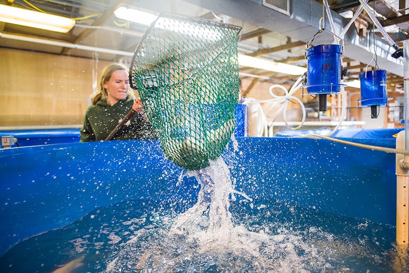 UNH student harvesting UNH-grown tilapia