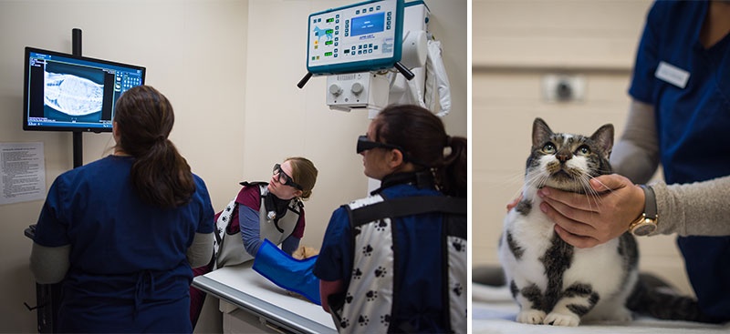 UNH students working in an on-campus vet clinic