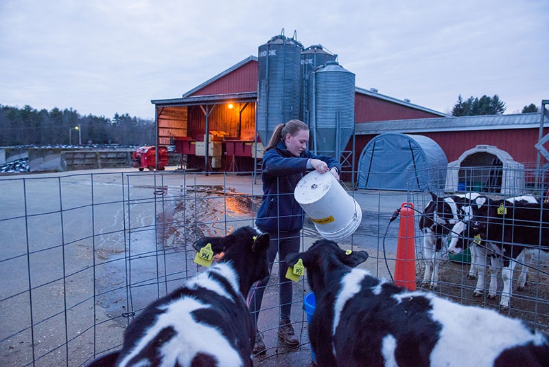 UNH Thompson School student feeding cows