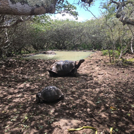 2 giant tortoise near water
