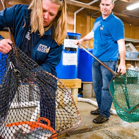 Todd Guerdat of UNH and Eileen Groll Liponis of N.H. Food Bank harvest tilapia