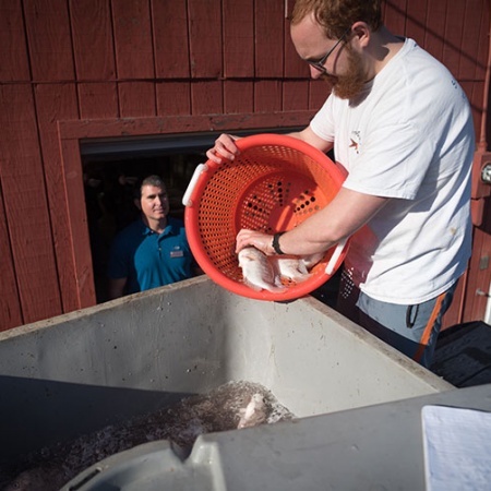 a man places UNH donated tilapia in a truck