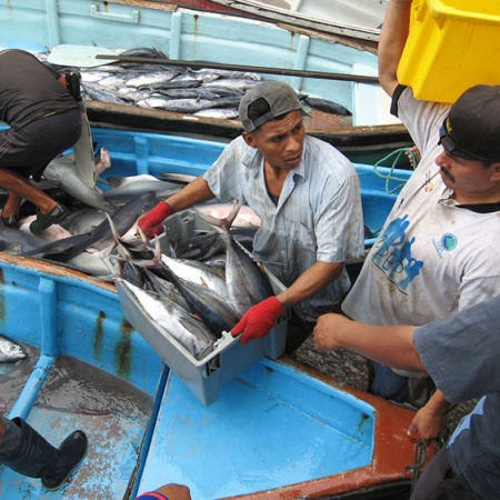 men unloading fish in a boat