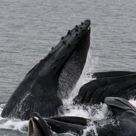 A photo of a Humpback whale coming up to feed.