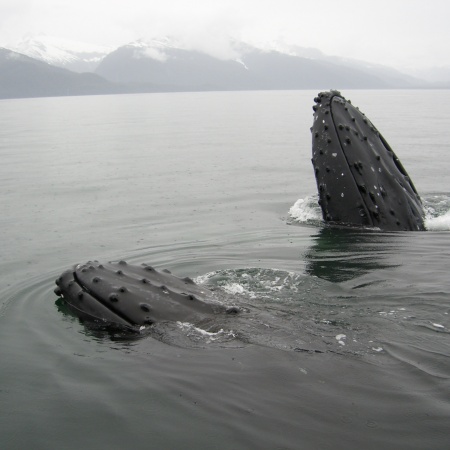 A photo of Humpback whales in Alaska coming up to feed.