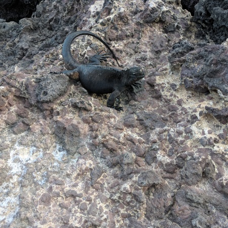an iguana on rocks