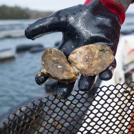 oysters from Gulf of Maine