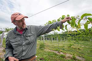 kiwiberry vines growing at UNH research farm