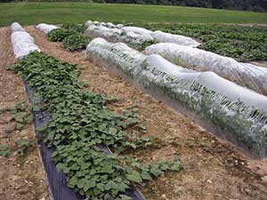 sweet potatoes growing at a UNH research farm