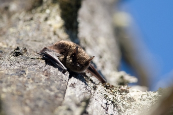 bat 