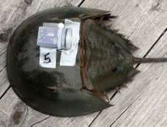 Horseshoe crab fitted with accelerometer