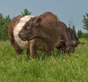 Belted Galloway cattle graze in the fields near Kris and Bert von Dohrmann's farm