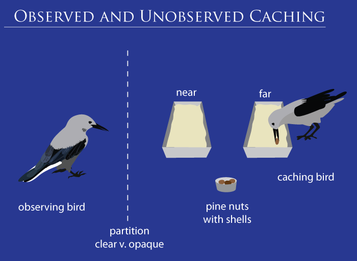 clark's nutcracker