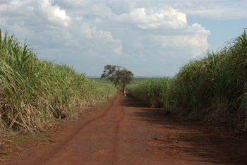 The soil, terra [‘te xa] in Portuguese, is red like chili powder. The juxtaposition of terra and the green of the sugar cane were a breathtaking sight and a memory I will always have of my time in Brazil!