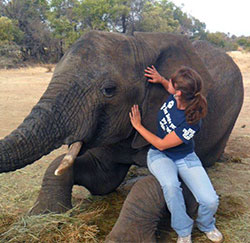 Jackie Buckley inspecting an elephant in South Africa