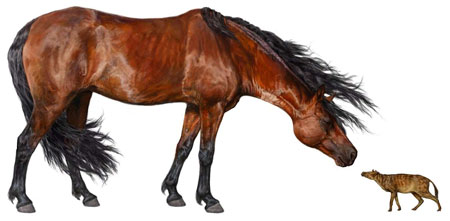 Hyracotherium