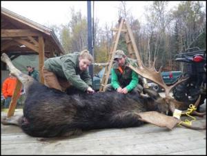 At a check station in Berlin several years ago, students Stacy Eastman ’10 and Wes Smith ’10, ‘13G counted winter ticks on moose brought in by hunters.