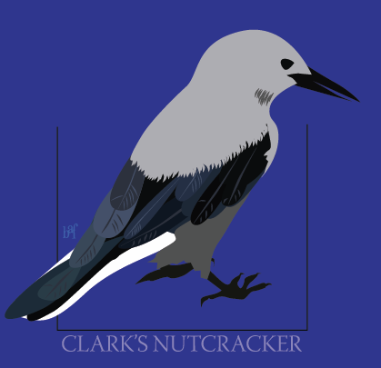 clark's nutcracker