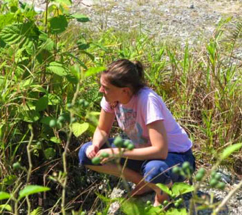 Sandra Rehan searching for bees