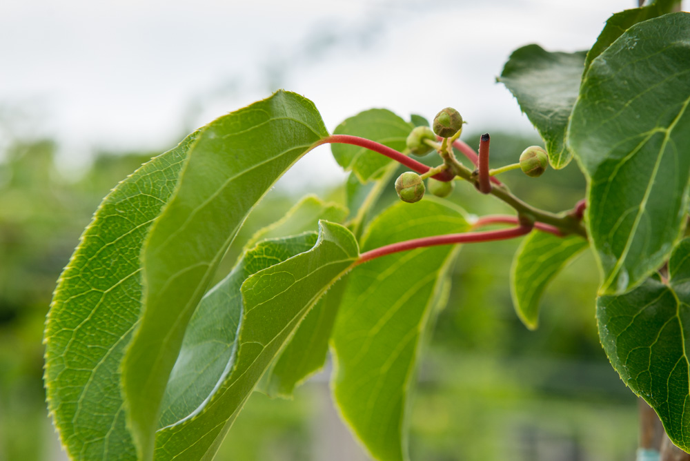 hardy kiwi vine