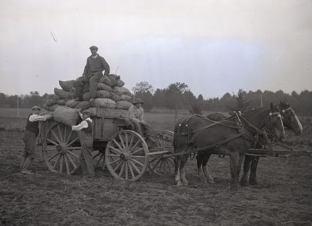 UNH potato harvest, historic