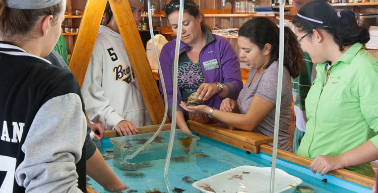 Students touching sea creatures at water tank at Shoals Marine Lab